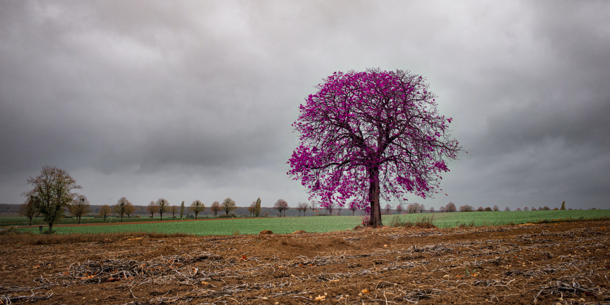 Kastanie auf Kartoffelfeld bei Everloh