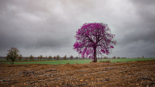 Kastanie auf Kartoffelfeld bei Everloh