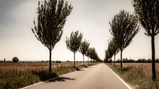 Allee in der Hävener Marsch, Mittelweser