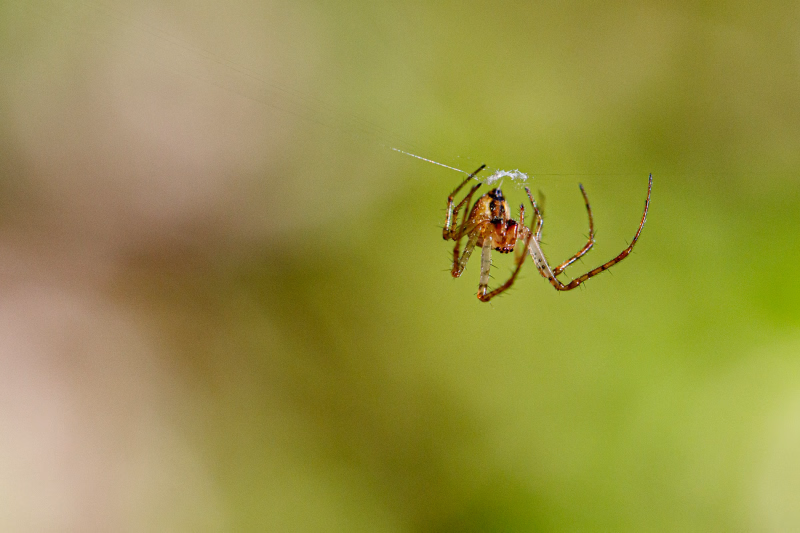 Herbstspinne (Metellina segmentata), von vorne gesehen, kopfüber im Netz hängend und spinnend