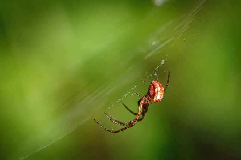 Herbstspinne (weiss-braun gemusterter Hinterleib, <10mm), von der Seite aufgenommen, kopfüber in ihrem schräg aufgespannten Netz hängend