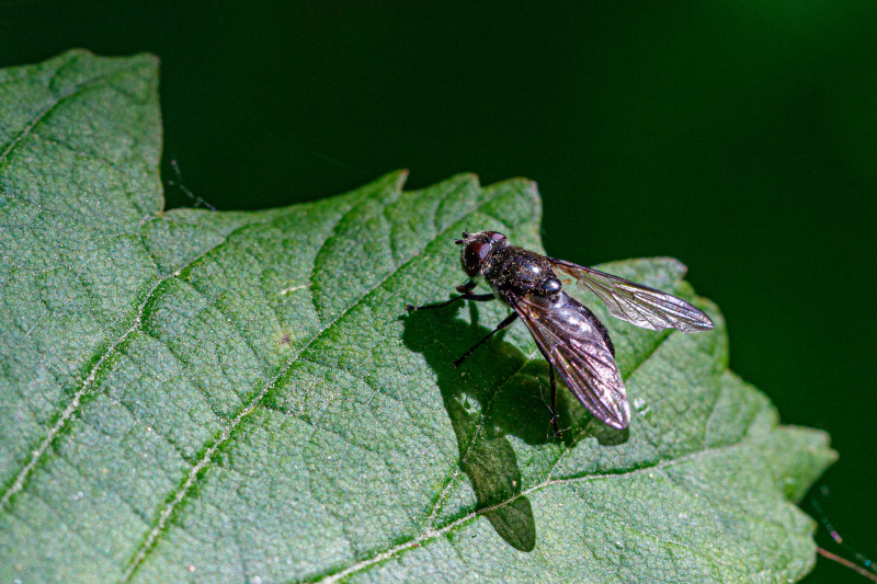 Fliege (vielleicht Bärlauchfliege) auf grünem Blatt sitzend mit einem scharf gezeichneten Schatten von Körper und Flügel