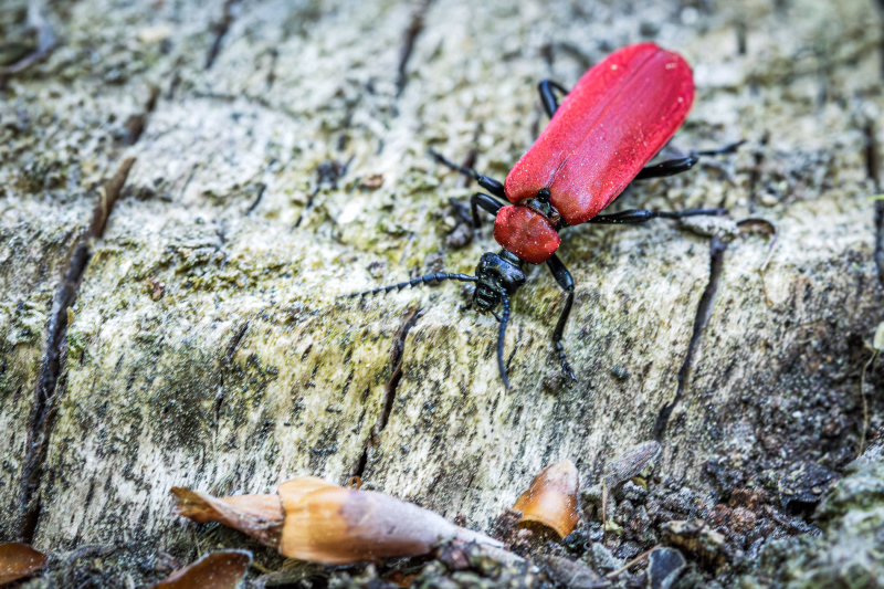 Scharlachroter Feuerkäfer auf einem alten Baumstumpf