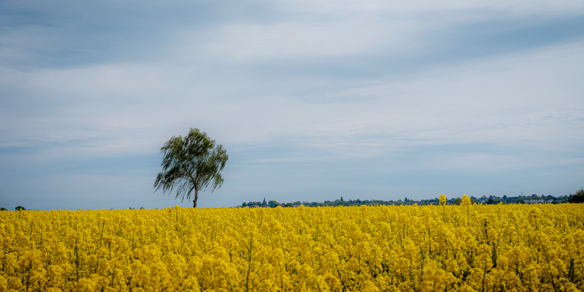 Rapsfeld im Vordergrund, eine Birke dahinter und im Hintergrund ganz klein die Häuser von Ronnenberg