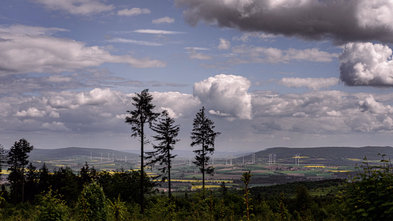 Vom Süntel ein Blick nach Osten auf eine sonnige Landschaft. Im Vordergrund junger Wald und drei einzelne, grosse Tannen mit lichtem Geäst. Dahinter die Ebene zwischen Süntel, Osterwald und Ith mit Rapsfeldern und vielen Windrädern. Am Himmel viel Blau und große, kräftige Wolken mit dunkler Unterseite.