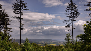 Junger Wald im Vordergrund. Zwei grosse Tannen, Reste vom alten Wald am Bildrand. Dazwischen der Blick in das Tal mit Rapsfeldern und weit hinten, der Osterwald.