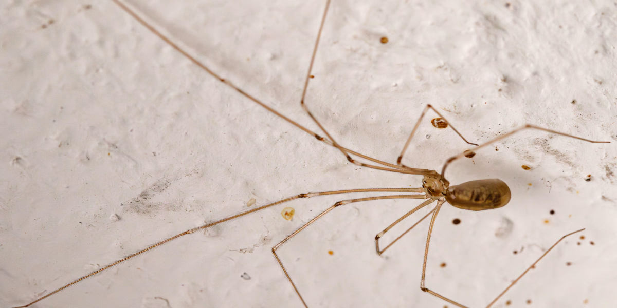 Zitterspinne mit acht wohl sortierten Beinen