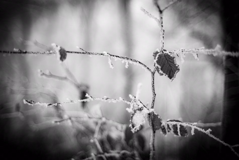 Junge Buche mit vereisten Zweigen, Knospen und einigen alten Blättern vom Vorjahr.