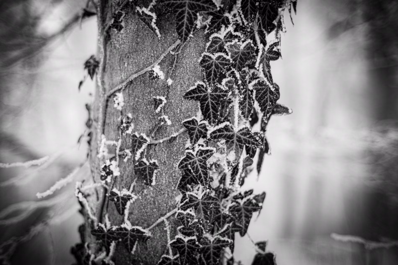 Efeublätter die einen Buchenstamm umwachsen und alle einen Eisrand haben.