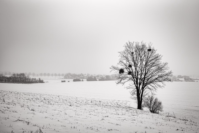 Baum mit Mispelkugeln am Hang vom Benther Berg inmitten der verschneiten Felder. Im Hintergrund die Häuser von Sieben Trappen.