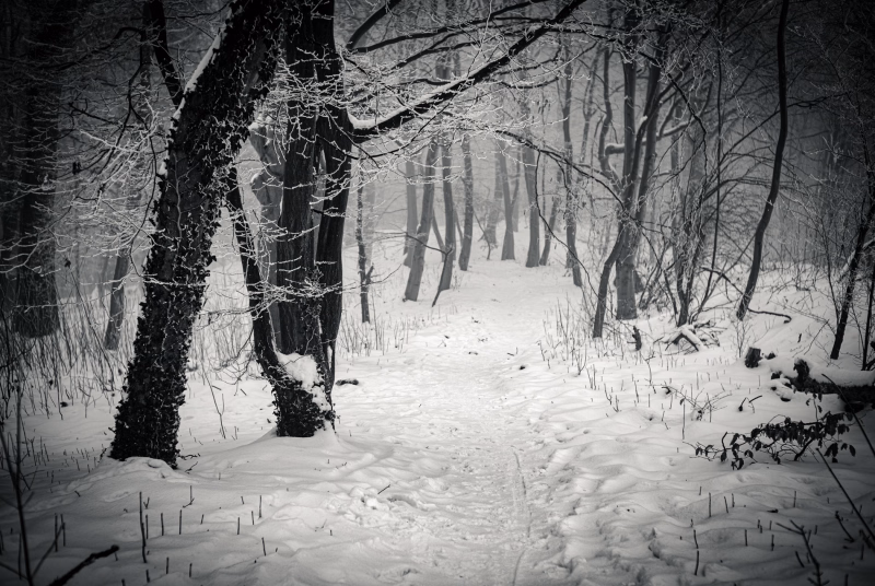 Kammweg im Winterwald. Kräftige, alte Bäumstämme im Vordergrund, junge Bäume undeutlicher im Hintergrund.