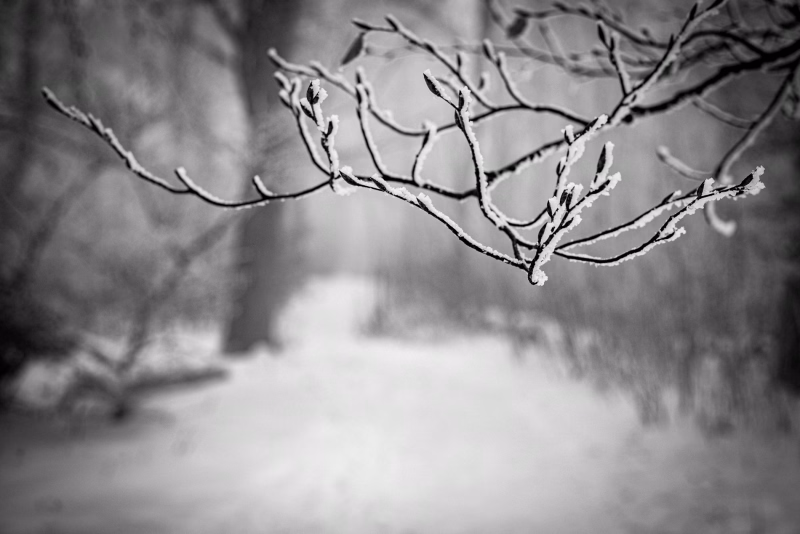 Zweig einer Buche mit veschlossenen Blattknoppen, angehaucht von Eis. Der Wald undeutlich im Hintergrund