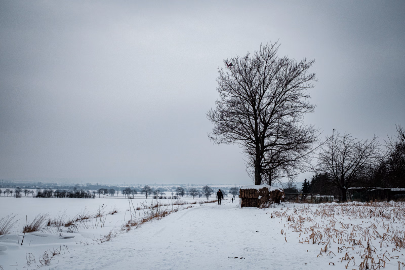 Am Hapkenberge, Felder und Feldweg verschneit, Himmel grau-weiß ohne Konturen, der Bergahorn als schwarzer Schatten.