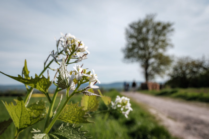 April 2026,  Am Hapkenberge, Knoblauchsrauke im Vordergrund, Ahorn und Feldweg unscharf im Hintergrund