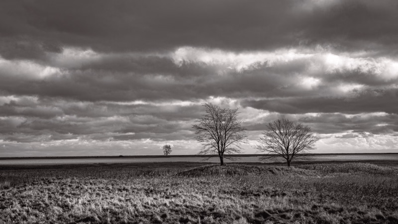 Drei Bäume an der Schleimündung im November